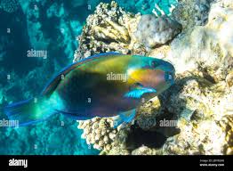 Image result for Scarus ferrugineus