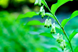 Attēlu rezultāti vaicājumam “Polygonatum multiflorum  flower”