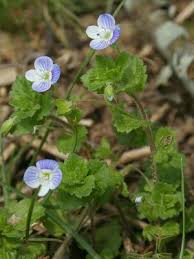 Attēlu rezultāti vaicājumam “Veronica persica flower”