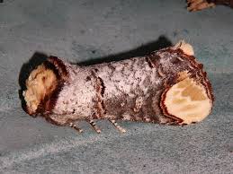 Attēlu rezultāti vaicājumam “Phalera bucephala imago”