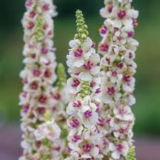 Attēlu rezultāti vaicājumam “Verbascum”