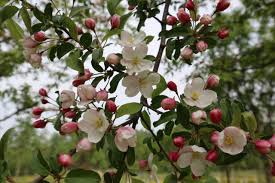 Attēlu rezultāti vaicājumam “Malus x zumi”