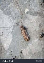 Attēlu rezultāti vaicājumam “Chimabachidae”