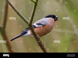 Attēlu rezultāti vaicājumam “Pyrrhula pyrrhula female”