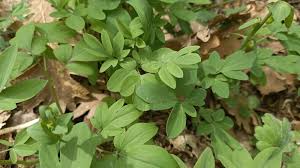 Attēlu rezultāti vaicājumam “Corydalis cava leaf”