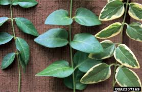 Attēlu rezultāti vaicājumam “Vinca minor leaf”