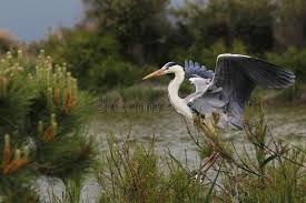 Attēlu rezultāti vaicājumam “Ardea cinerea adult”