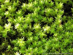 Attēlu rezultāti vaicājumam “Bryales”