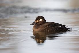 Attēlu rezultāti vaicājumam “Melanitta fusca”