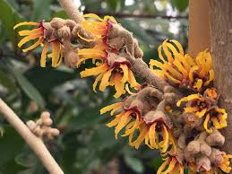 Attēlu rezultāti vaicājumam “Hamamelis vernalis flower”
