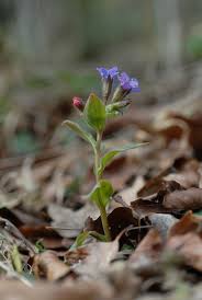 Attēlu rezultāti vaicājumam “Pulmonaria obscura leaf”