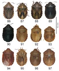 Attēlu rezultāti vaicājumam “Eurygaster testudinaria”