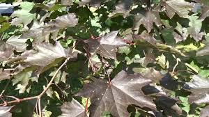 Attēlu rezultāti vaicājumam “Acer platanoides fo. schwedleri”