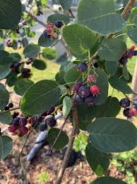 Attēlu rezultāti vaicājumam “Amelanchier spicata fruit”