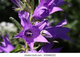 Attēlu rezultāti vaicājumam “Campanula latifolia”