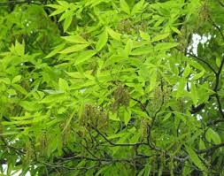 Attēlu rezultāti vaicājumam “Carya”