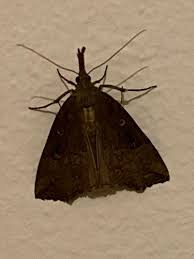 Attēlu rezultāti vaicājumam “Hypena rostralis”