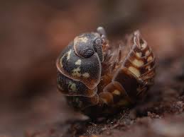 Attēlu rezultāti vaicājumam “Armadillidium pulchellum”