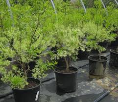 Attēlu rezultāti vaicājumam “Chionanthus virginicus”