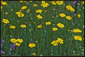Image result for Chrysanthemum segetum
