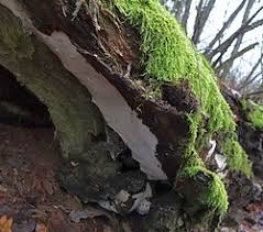 Attēlu rezultāti vaicājumam “Perenniporia medulla-panis”