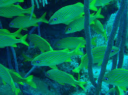 Image result for Haemulon flavolineatum