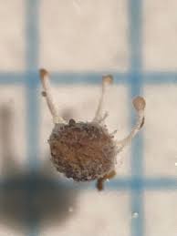 Attēlu rezultāti vaicājumam “Stemonitopsis hyperopta var. landewaldii spores”