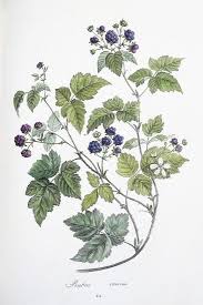 Attēlu rezultāti vaicājumam “Rubus caesius flower”