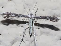 Attēlu rezultāti vaicājumam “Pterophoridae”