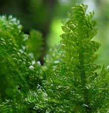 Attēlu rezultāti vaicājumam “Neckera crispa sporophyte”