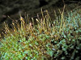Attēlu rezultāti vaicājumam “Saelania glaucescens sporophyte”