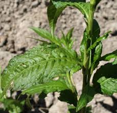 Attēlu rezultāti vaicājumam “Persicaria hydropiper”