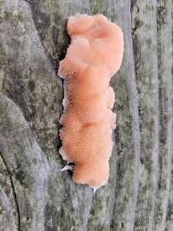 Attēlu rezultāti vaicājumam “Sarcoporia polyspora”