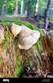 Attēlu rezultāti vaicājumam “Postia sericeomollis”