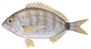 Image result for Diplodus