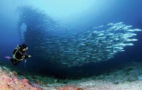 Image result for Dive Barracuda
