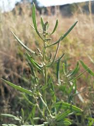Attēlu rezultāti vaicājumam “Atriplex littoralis leaf”