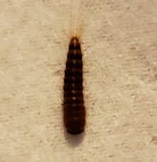 Attēlu rezultāti vaicājumam “Raphidia larva”