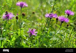 Image result for Centaurea pseudophrygia
