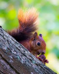 Attēlu rezultāti vaicājumam “Sciurus vulgaris”