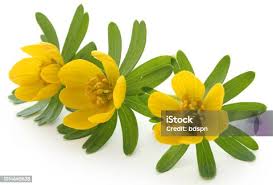 Attēlu rezultāti vaicājumam “Eranthis hyemalis”