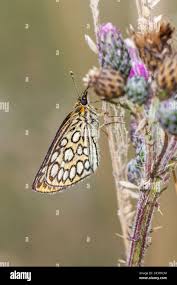 Attēlu rezultāti vaicājumam “Heteropterus morpheus underside”