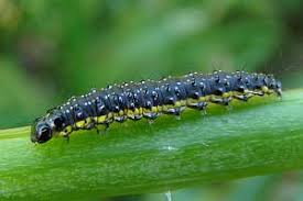 Attēlu rezultāti vaicājumam “Evergestis pallidata”