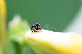 Attēlu rezultāti vaicājumam “Mononychus punctumalbum”