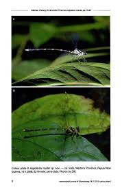 Attēlu rezultāti vaicājumam “Coenagrion armatum female”