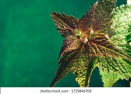 Attēlu rezultāti vaicājumam “Lamium purpureum leaf”