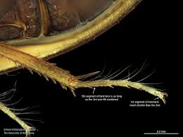 Attēlu rezultāti vaicājumam “Enochrus affinis”