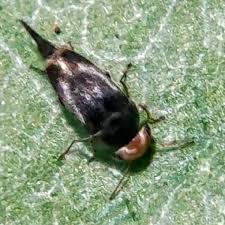 Attēlu rezultāti vaicājumam “Mordella sp.”