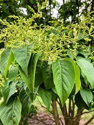 Attēlu rezultāti vaicājumam “Syringa reticulata subsp. amurensis leaf”