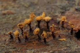 Attēlu rezultāti vaicājumam “Comatricha fragilis spores”